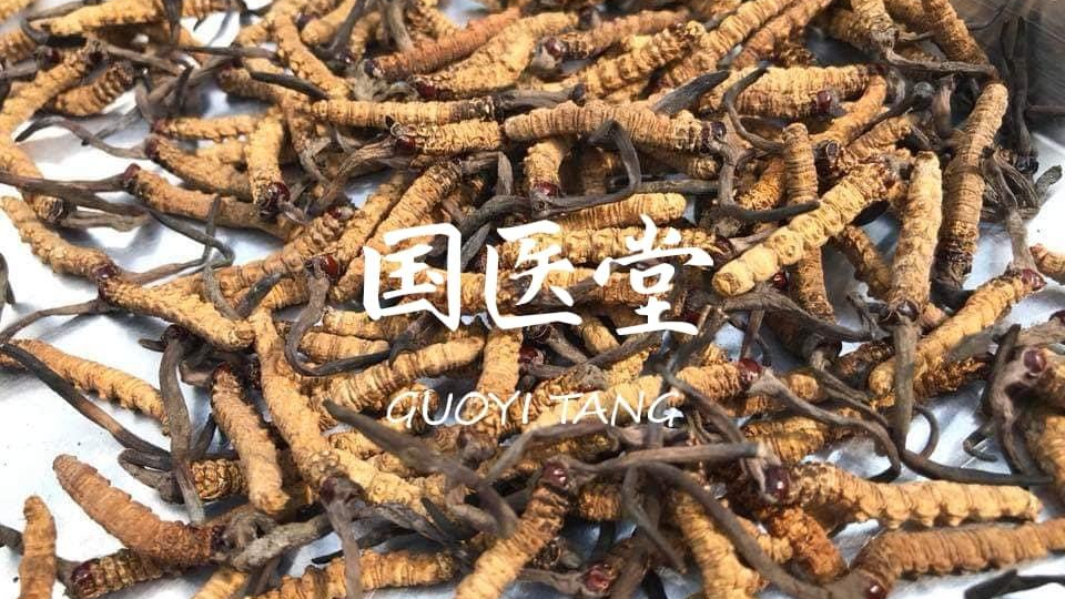 冬虫夏草